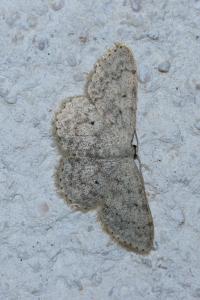 <i>Scopula marginepunctata</i>