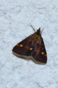 <i>Pyrausta aurata</i>