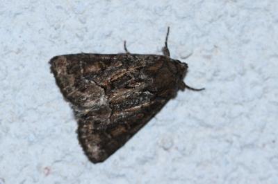 <i>Thalpophila matura</i>