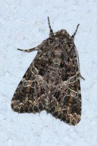 <i>Hadena bicruris</i>