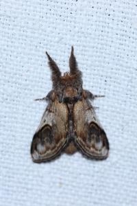 <i>Notodonta ziczac</i>
