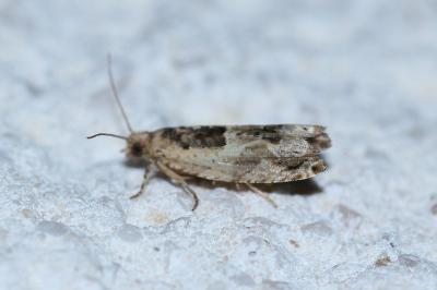 <i>Crocidosema plebejana</i>