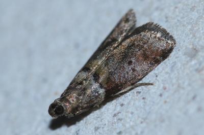 <i>Acrobasis consociella</i>