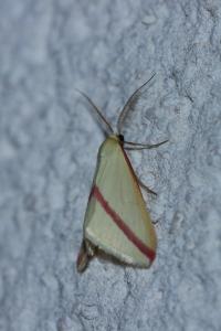<i>Rhodometra sacraria</i>