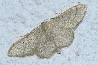 <i>Idaea straminata</i>