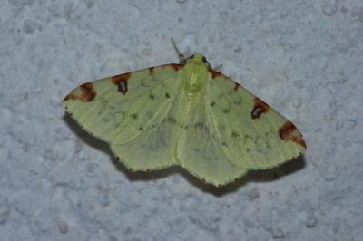 <i>Opisthograptis luteolata</i>