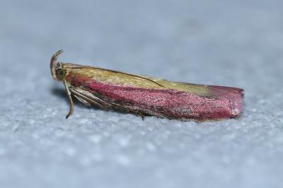 <i>Oncocera semirubella</i>