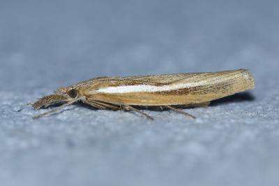 <i>Agriphila tristella</i>