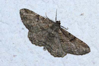 <i>Peribatodes rhomboidaria</i>