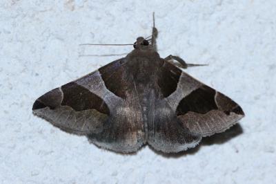 <i>Dysgonia algira</i>