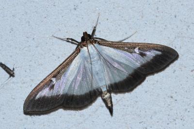<i>Cydalima perspectalis</i>