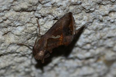 <i>Macdunnoughia confusa</i>