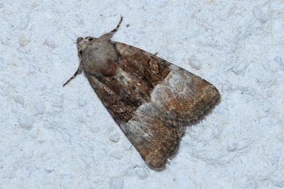 <i>Mesoligia furuncula</i>