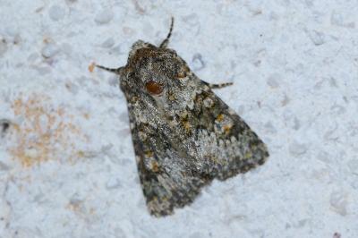 <i>Hecatera dysodea</i>