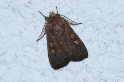 <i>Xestia xanthographa</i>