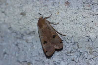 <i>Noctua pronuba</i>