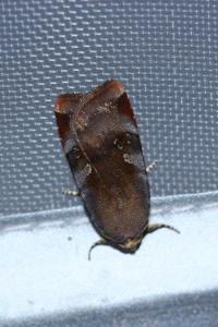 <i>Noctua janthe</i>