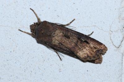 <i>Agrotis ipsilon</i>