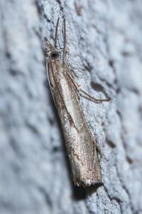 <i>Agriphila geniculea</i>