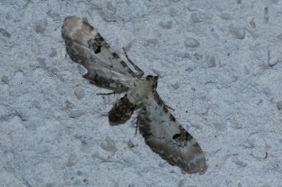 <i>Eupithecia centaureata</i>