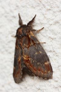 <i>Notodonta dromedarius</i>