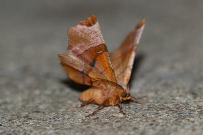 <i>Selenia lunularia</i>