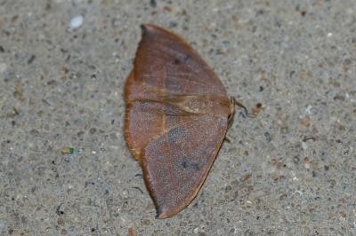 <i>Watsonalla uncinula</i>