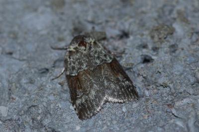 <i>Nycteola siculana</i>