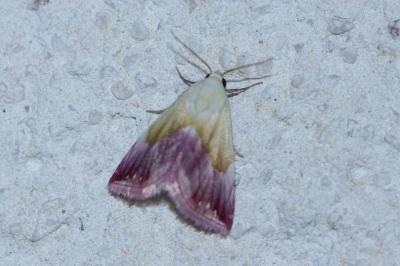 <i>Eublemma purpurina</i>
