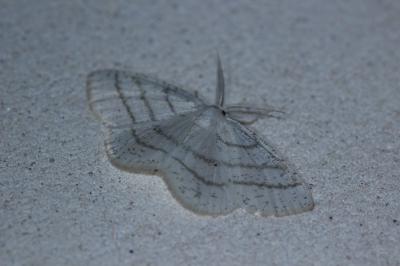 <i>Cabera pusaria</i>
