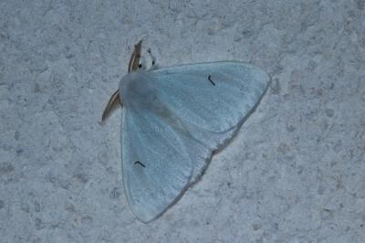<i>Arctornis l-nigrum</i>