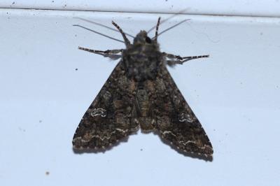 <i>Mamestra brassicae</i>