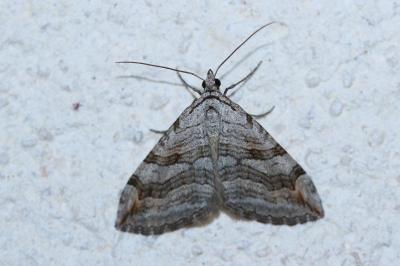 <i>Aplocera efformata/plagiata</i>