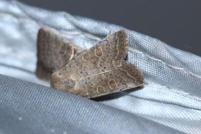 <i>Hoplodrina ambigua</i>