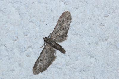 <i>Eupithecia innotata</i>