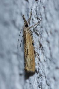 <i>Agriphila inquinatella</i>