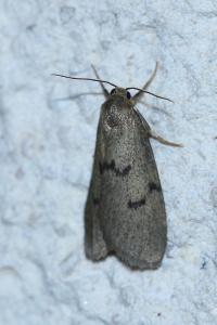 <i>Apaidia mesogona</i>
