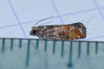 <i>Clavigesta purdeyi</i>
