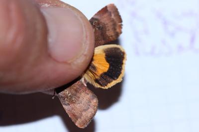 <i>Noctua janthe</i>