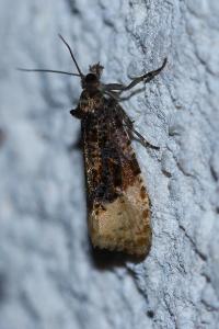 <i>Hedya ochroleucana</i>
