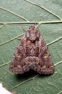 <i>Thalpophila matura</i>