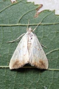 <i>Evergestis extimalis</i>