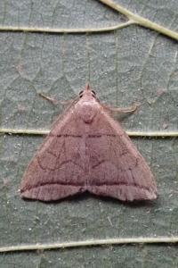 <i>Herminia grisealis</i>