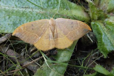 <i>Watsonalla binaria</i>