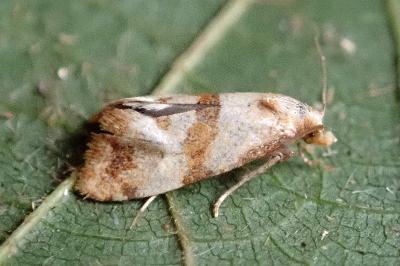 Phalonidia contractana