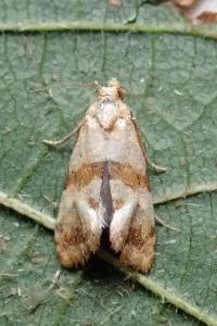 <i>Phalonidia contractana</i>