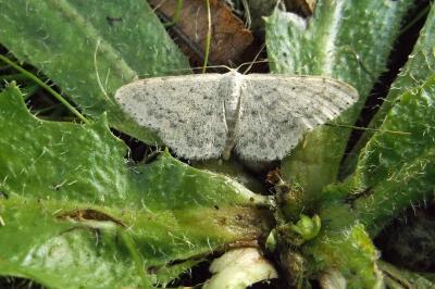 <i>Scopula marginepunctata</i>