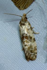 <i>Cochylis molliculana</i>