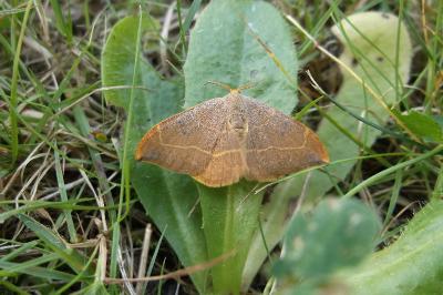 <i>Watsonalla binaria</i>