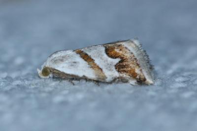 <i>Eublemma candidana</i>